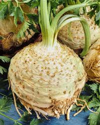 Feathery Green Leaves of Giant Prague Celeriac