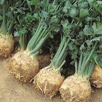 Giant Prague Celeriac Seedlings Sprouting in Garden Pots