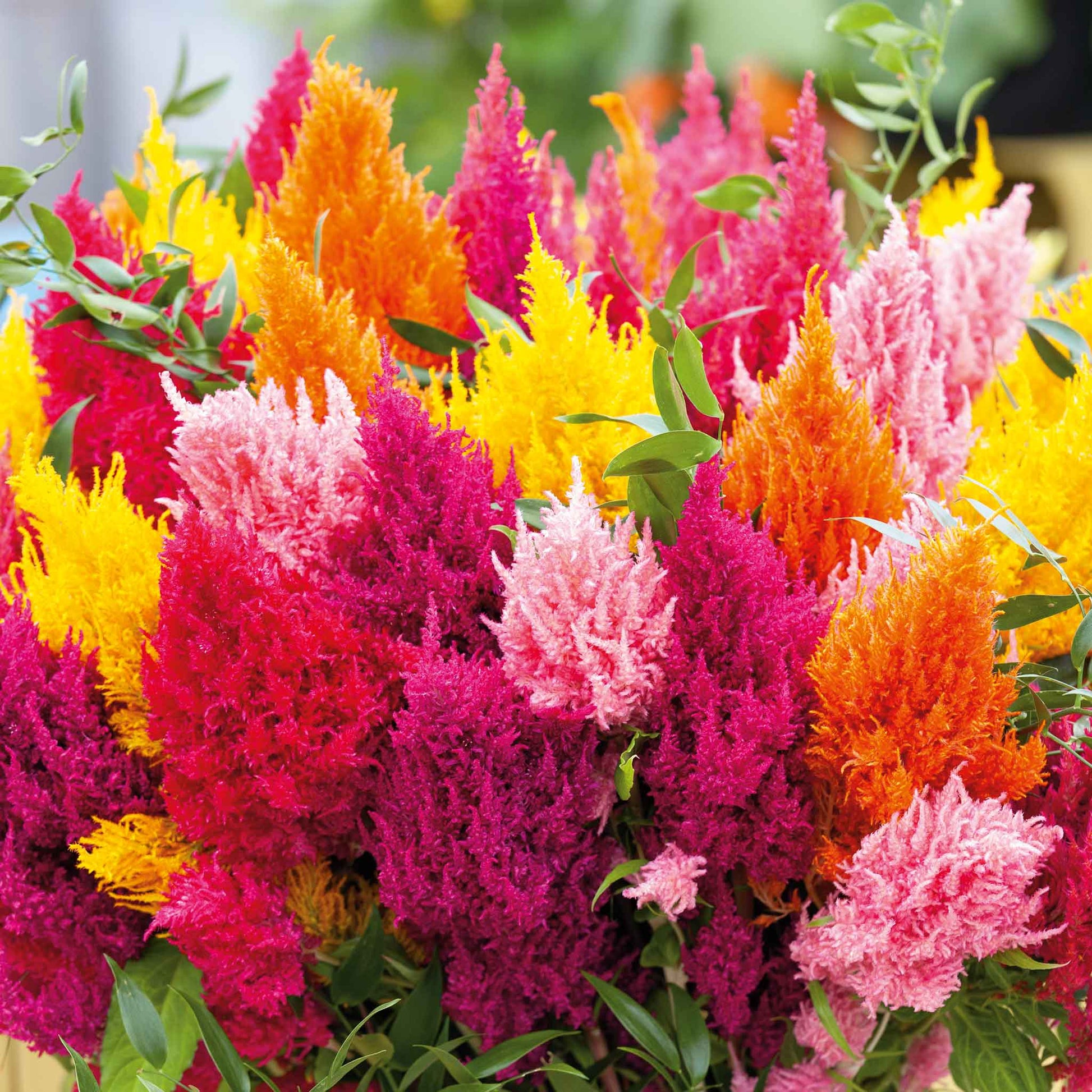 Pampas Mix Flower Planting Seeds - Vibrant Blends for Stunning Gardens