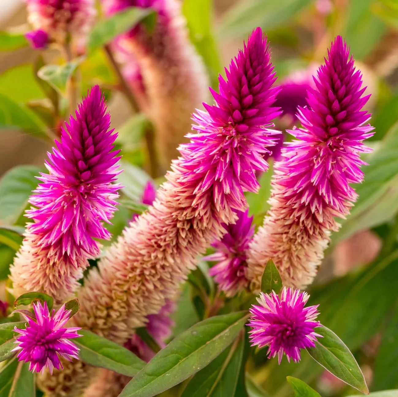 Celosia spicata Flamingo Feather flower seeds suitable for borders, raised beds, and containers.
