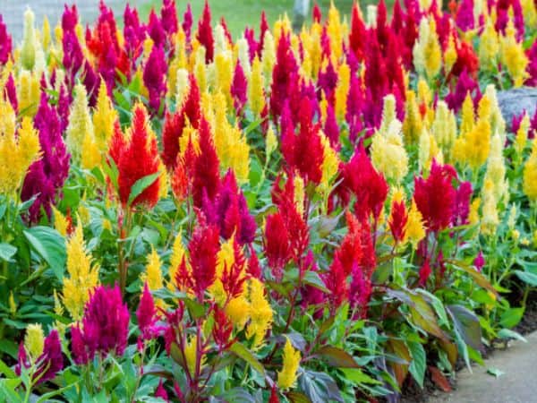 Colorful Celosia Giant Mix flowers blooming in a sunny garden bed.