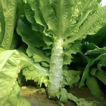 Celtuce plants growing in a healthy home vegetable garden.