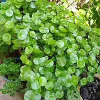 Centella asiatica growing in a moist garden bed