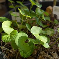 Centella Asiatica seeds for planting in home gardens and containers.