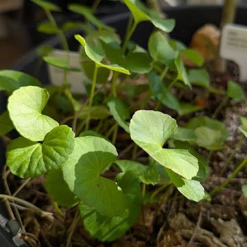 Centella Asiatica seeds for planting in home gardens and containers.