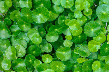 Centella asiatica Gotu Kola Seeds – Spadeleaf Coinwort Variety