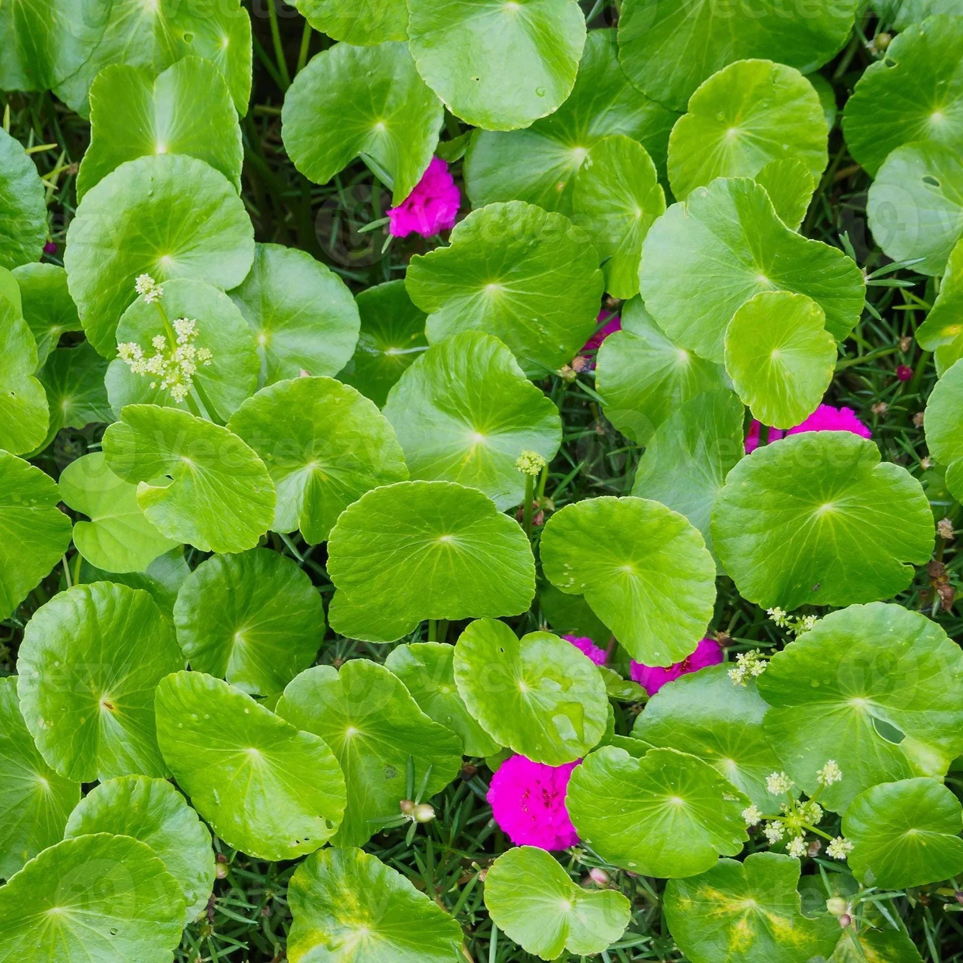 Centella Gotu Kola seeds for home herb garden planting