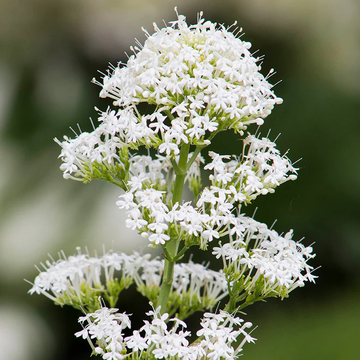 Centranthus Ruber Albus Seeds for Planting