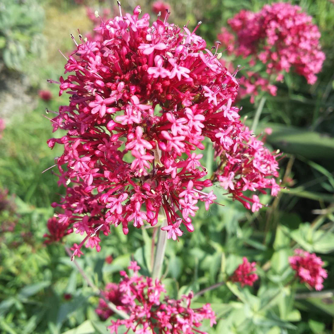 Mixed Jupiter Flower Planting Seeds