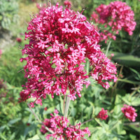 Mixed Jupiter Flower Planting Seeds