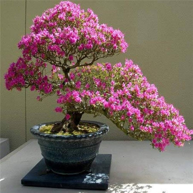 Cerasus Pink Flower Seeds for Planting