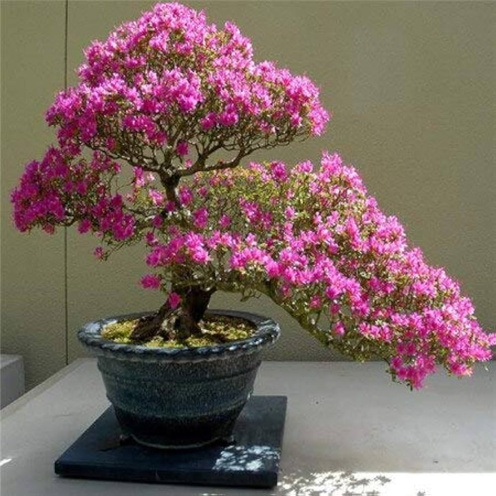 Cerasus Pink Flower Seeds for Planting