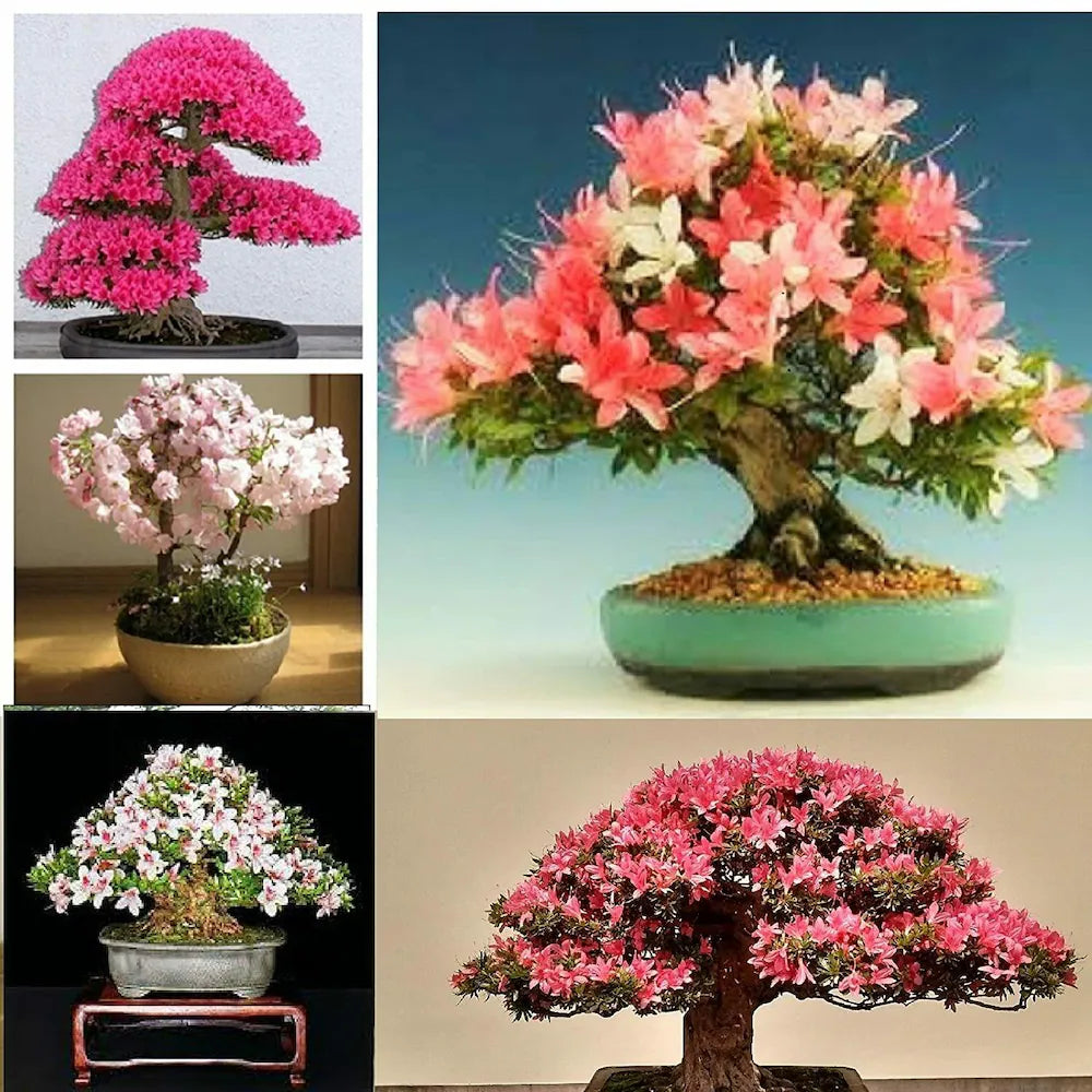 Cerasus Pink Flower Tree in Full Bloom