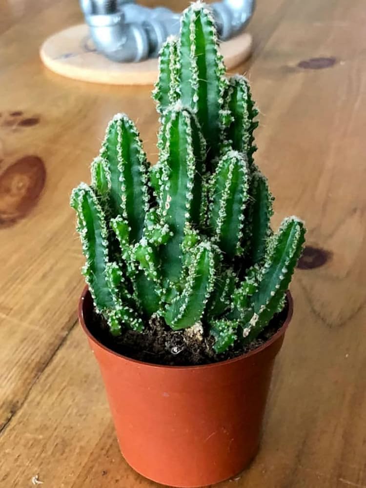 Cereus repandus seedlings sprouting