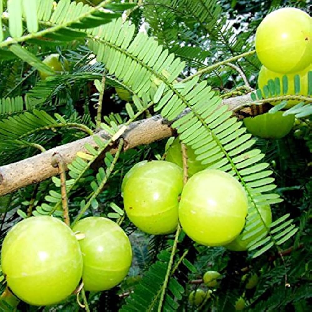Ceylon Gooseberry seeds for planting Phyllanthus emblica