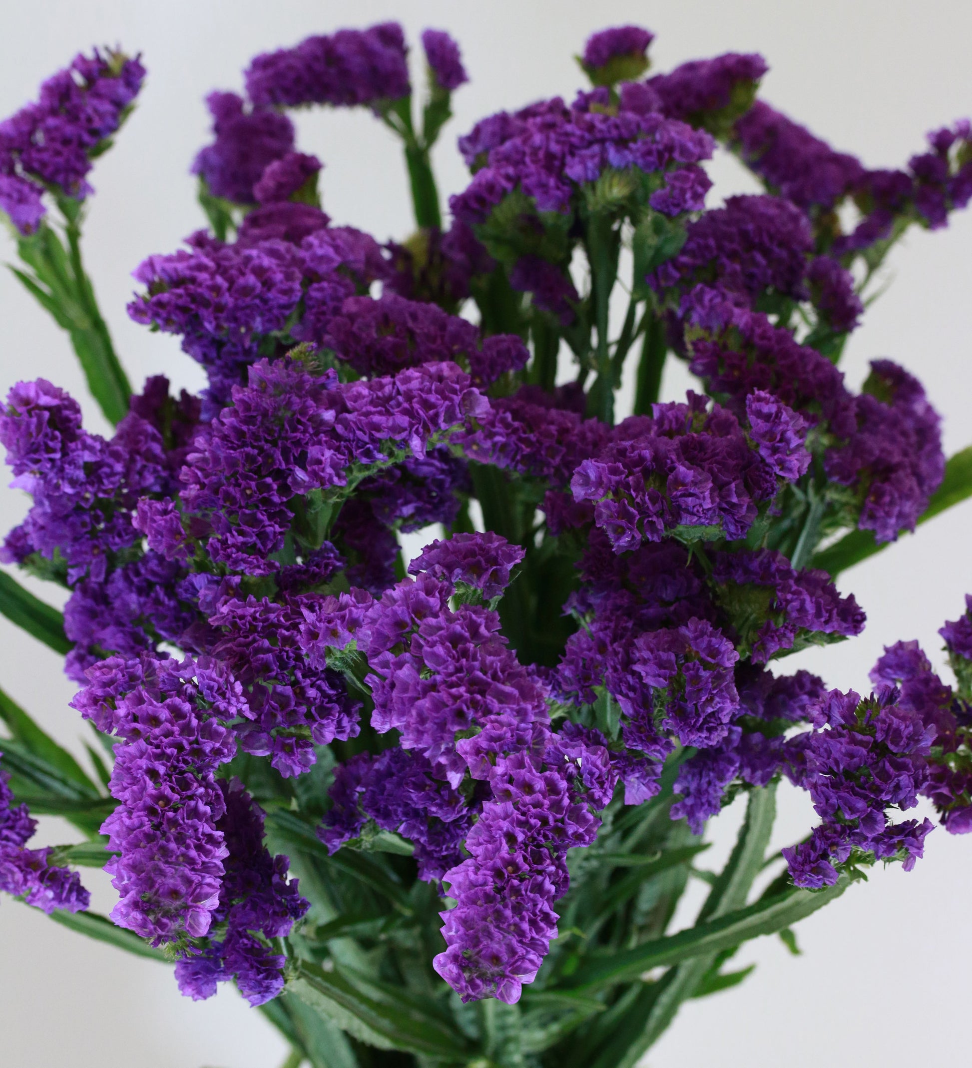 Limonium sinuatum pastel flowers growing in a sunny garden border.
