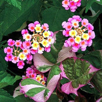Mixed Lantana Flower seeds for Planting Seasonal Bloomer Heirloom & GMO Free Seeds for Home Garden 
 
 Sale