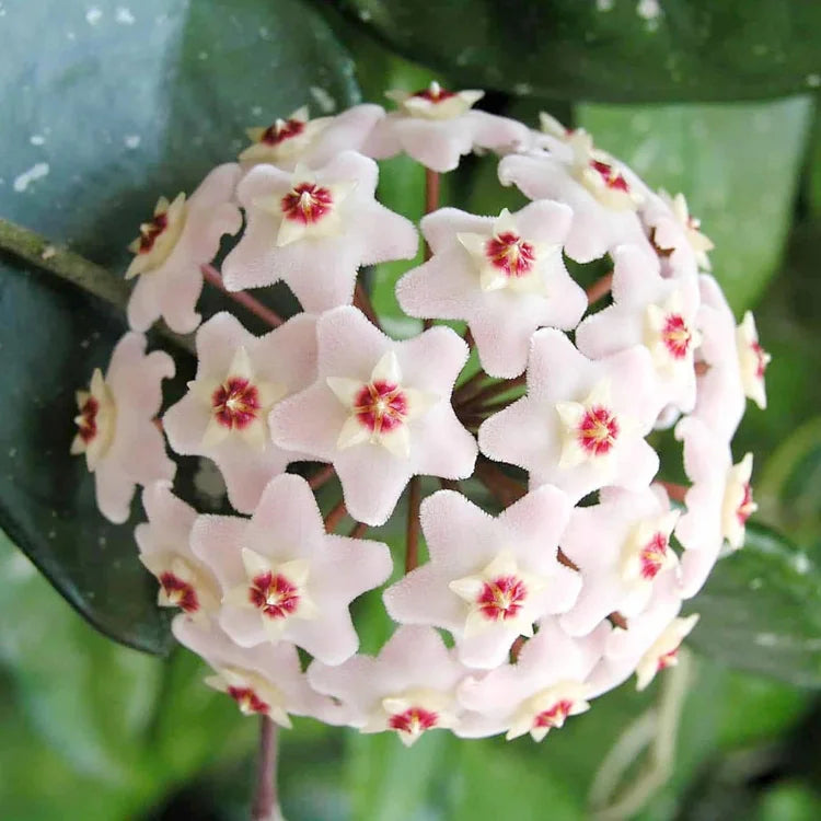 Chamelaucium Uncinatum Wax Flower Plant