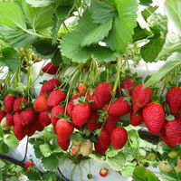Chandler strawberry plants growing successfully in a garden container