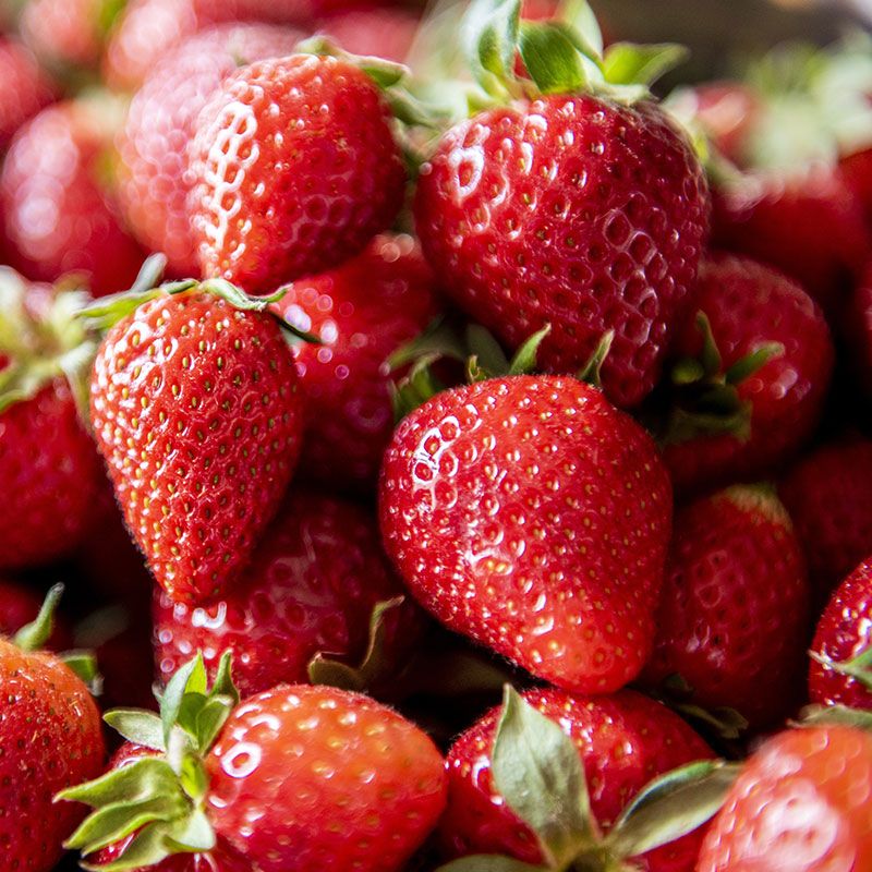 Close-up of ripe Chandler strawberries on healthy green plants