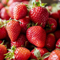 Close-up of ripe Chandler strawberries on healthy green plants