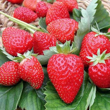 Chandler strawberry plant growing with large red berries in a home garden