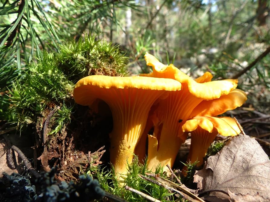 Chanterelle mushroom spores for cultivation.
