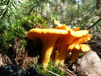 Chanterelle mushroom spores for cultivation.
