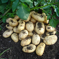 Charlotte salad potato vegetable garden seeds