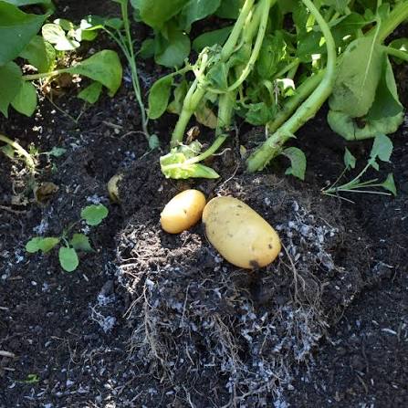Charlotte salad potatoes growing in a home garden