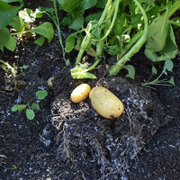 Charlotte salad potatoes growing in a home garden