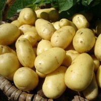 Charlotte salad potatoes seeds for planting