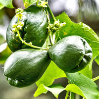 Chayote climbing vegetable seeds for backyard gardens and vertical growing.
