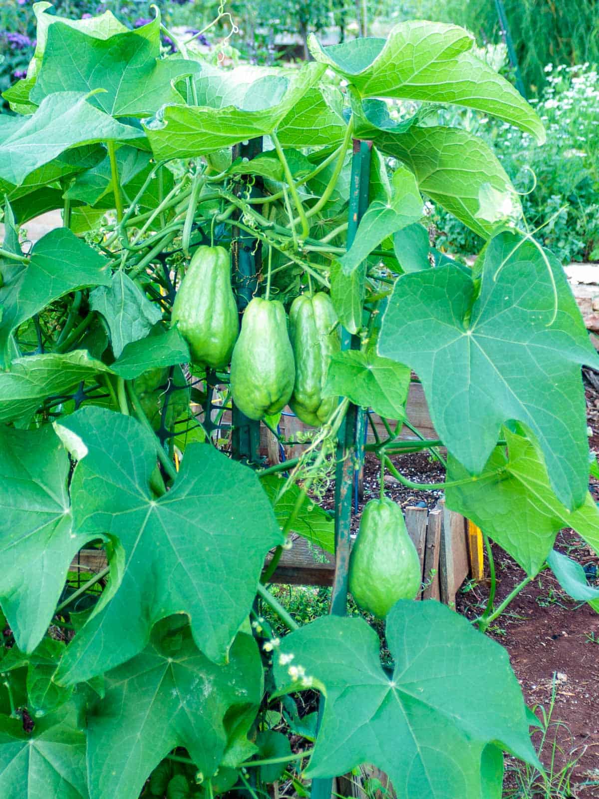 Chayote (Sechium edule) seeds for planting in home gardens and raised beds.