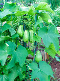 Chayote (Sechium edule) seeds for planting in home gardens and raised beds.
