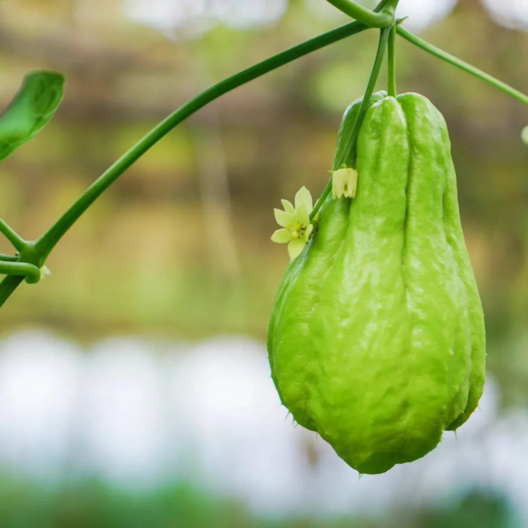 Chayote vegetable seeds for planting in home gardens and raised beds.