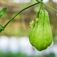 Chayote vegetable seeds for planting in home gardens and raised beds.