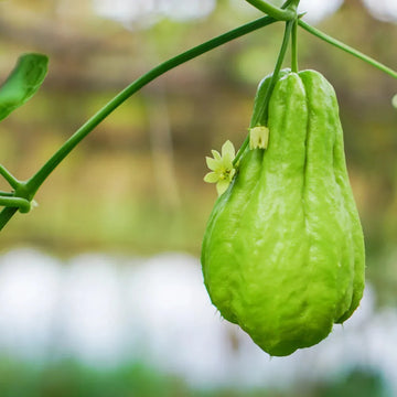 Chayote vegetable seeds for planting in home gardens and raised beds.