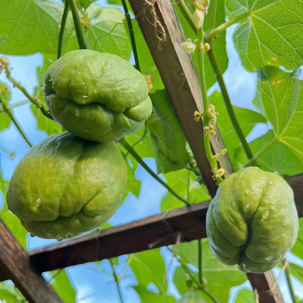 Chayote vegetable seeds for planting in home gardens and raised beds