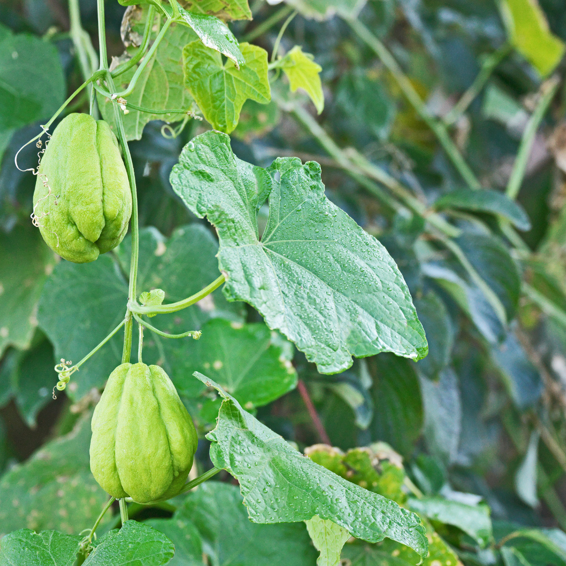Healthy chayote vine growing on a garden trellis with green foliage