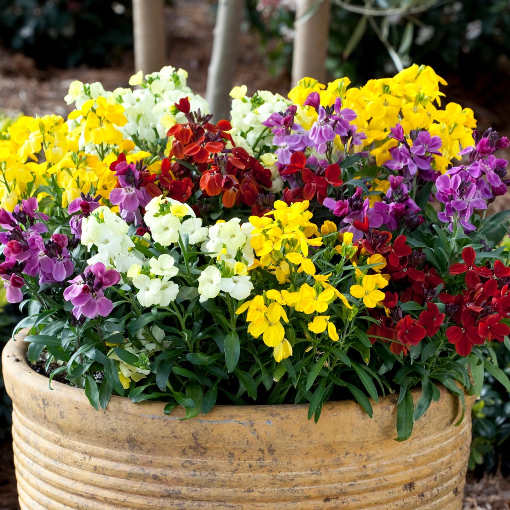 Mixed Cheiranthus Flower seeds for Planting - Garden Favorite, Heirloom & GMO Free Seeds for Home Garden