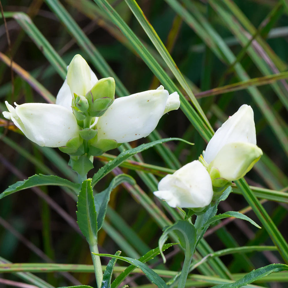 Turtlehead Chelone Glabra Native Wildflower Seeds