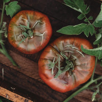 Cherokee Purple Heirloom Tomato Plant Growing in Garden
