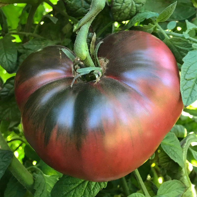 Cherokee Purple Tomato Seeds for Planting