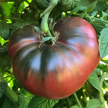 Cherokee Purple Tomato Seeds for Planting