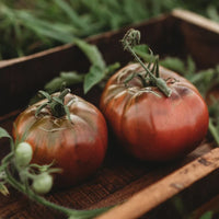 Fresh Cherokee Purple Tomatoes from Home Garden