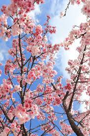 Cherry Blossom Tree Seeds – Japanese Prunus serrulata for Home Gardens