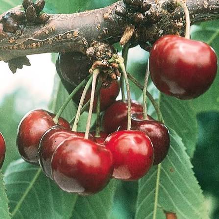Cherry Lapins fruit seeds for planting in home gardens and outdoor spaces.