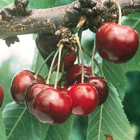 Cherry Lapins fruit seeds for planting in home gardens and outdoor spaces.