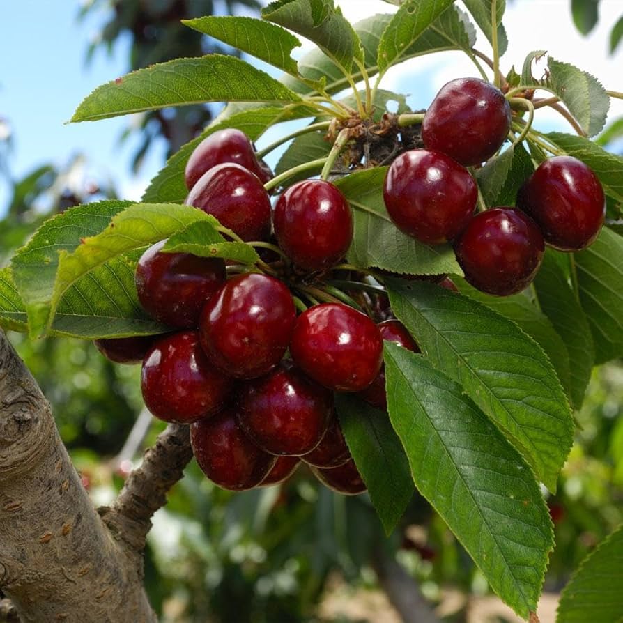Cherry Lapins fruit tree seeds for gardeners growing backyard orchard plants.